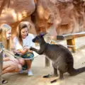 Exploring WILD LIFE Sydney Zoo: Animals, Habitats & Highlights